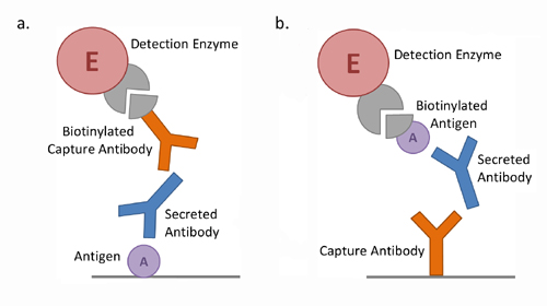 B cell ELISpot Schematic