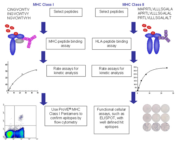 Flow diagram for ProImmune REVEAL & ProVEÂ® Epitope Discovery System