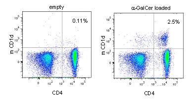 Mouse CD1d tetramer staining