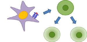 T cell Assay Schamatic