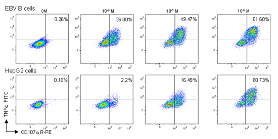 The production of CD107a and TNF-alpha from the HBc18-27-specific T cells