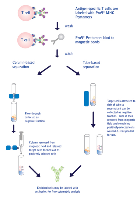 Diagram of magnetic cell sorting methods