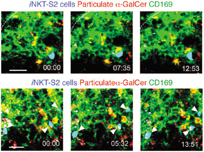 NKT cell arrest on macrophages