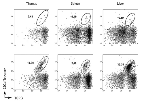 Experimental data CD1d tetramer staining