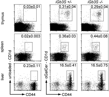 Experimental data CD1d tetramer staining